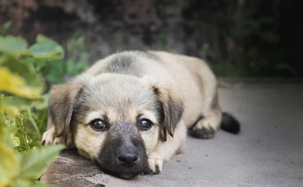 Little Cute Little Dog Resting Puppy Tired Walk Little Puppy — Stock Photo, Image