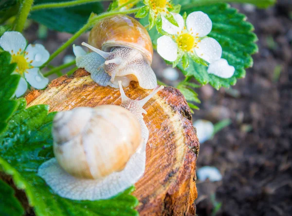 snails on a stump get to know each other
