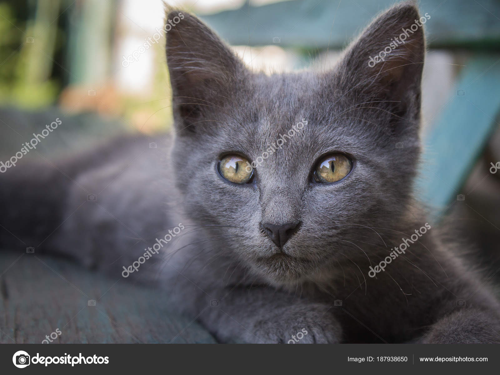 Gray Cat Big Eyes Ears Lies Bench Looks Intently Frame