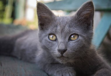 Gri kedi büyük gözleri ve kulakları ile bir bankta oturuyor ve dikkatle çerçeve görünüyor.