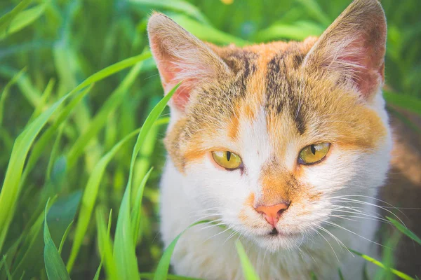 Yeşil çimenlikteki kedi yavrusu uykulu. Bahçedeki yeşil çimlerin üzerinde üç renkli bir kedinin ağızlık sesi, parlak bir fotoğraf..