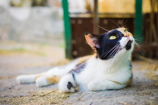 Üç renkli büyük bir kedi doğada ve dinleniyor. Büyük kedi bahçede sokakta yatarken kafasını kaldırıyor. İyi şansın üç renkli kedi sembolü
