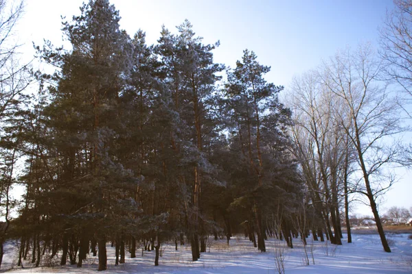 Winterlandschappen Het Charmante Bos Winter Besneeuwd Bos Eerst Besneeuwd Met — Stockfoto