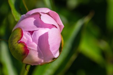 Bud, hemen önce çiçek pembe bir şakayık