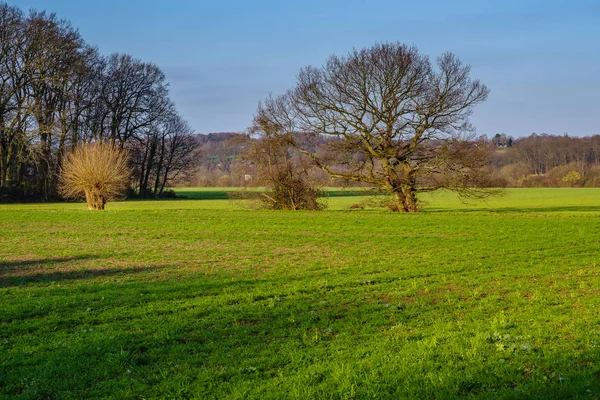 Çayırlar, alanlar ve Ruhraue Mintard, Germany yakınındaki ağaçlarda
