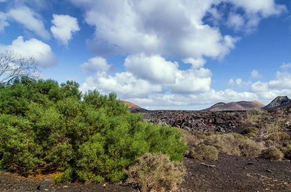 Groen Woestijn Van Lava Lanzarote Canarische Eilanden Spanje — Stockfoto