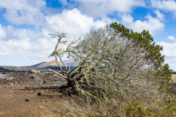 Sola Nel Vento Lanzarote Isole Canarie Spagna — Foto Stock