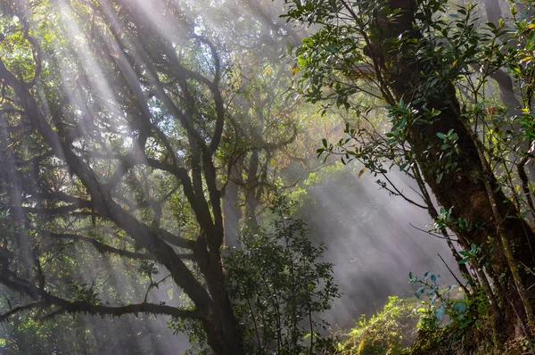 Sonnenstrahlen Nebelwald Madeira Portugal lizenzfreie Stockfotos