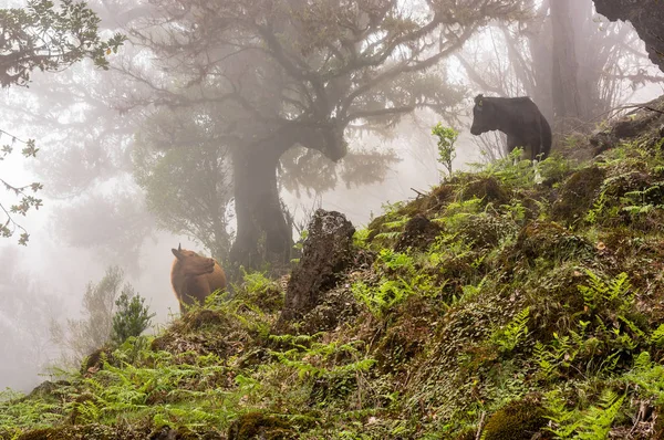 İki inek yüz yüze sis ormanda, Madeira, Portekiz