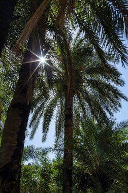 Preveli, Crete, Yunanistan yakınındaki palms yoluyla güneş yıldızlar