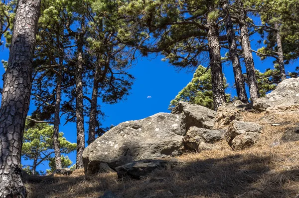 Moon on a sunny day over La Palma between canary pine trees, Canary islands,Spain