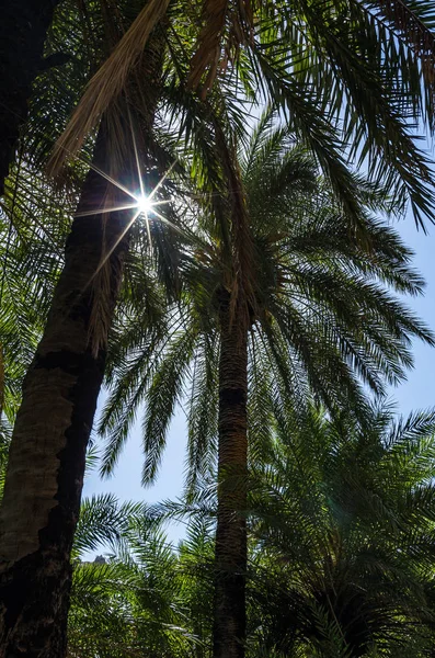 Preveli, Crete, Yunanistan yakınındaki palms yoluyla güneş yıldızlar