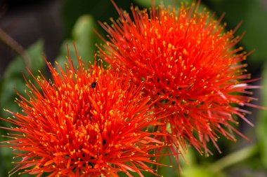 Scadoxus multiflorus, cins, seçici odak yakın çekim