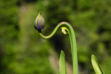 Alışılmışın dışında yetiştirilen Agapanthus'tan almıştır, arka plan bulanık