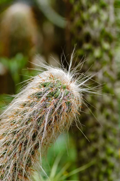 Görbe Szőrös Kaktusz Oreocereus Celsianus — Stock Fotó