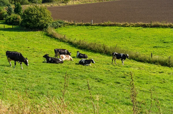 İnek Sürüsü otlatma ve bir mera yalan