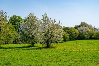 Çiçek açması elma ağacı üzerinde bir çayır Sarı çiçekli, Essen, Almanya