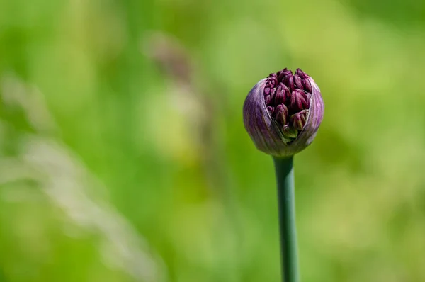Único Crescente Flor Allium Selvagem Fundo Borrado — Fotografia de Stock