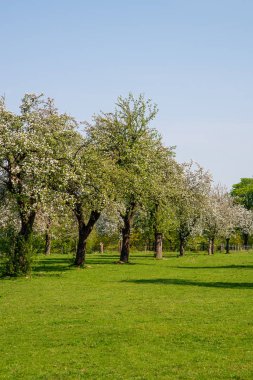 Orchard ile çiçeklenme elma ağaçlarının Bahar, Essen, Almanya