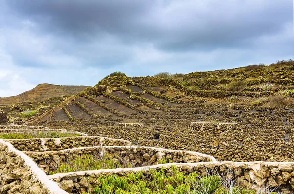 Natursteinmauern Als Windschutz Für Die Felder Lanzarote — Stockfoto