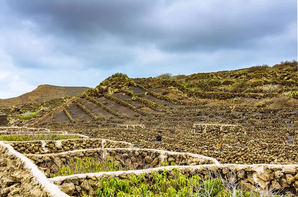 Natursteinmauern Als Windschutz Für Die Felder Lanzarote Stockfoto