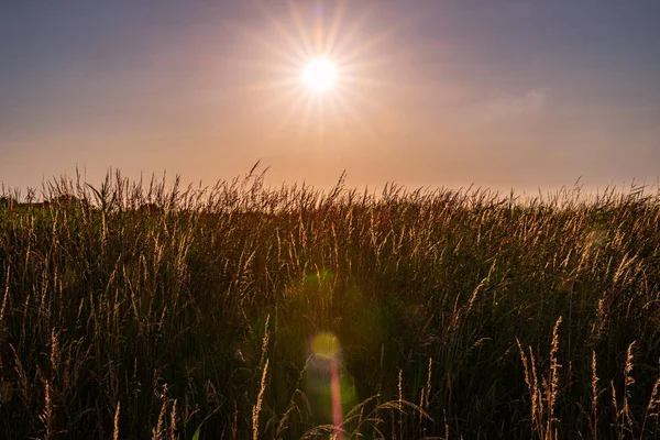 Ön planda mercek parıltısı olan bir çayırda, Friesland, Almanya 'da, rüya gibi bir akşam güneşi.
