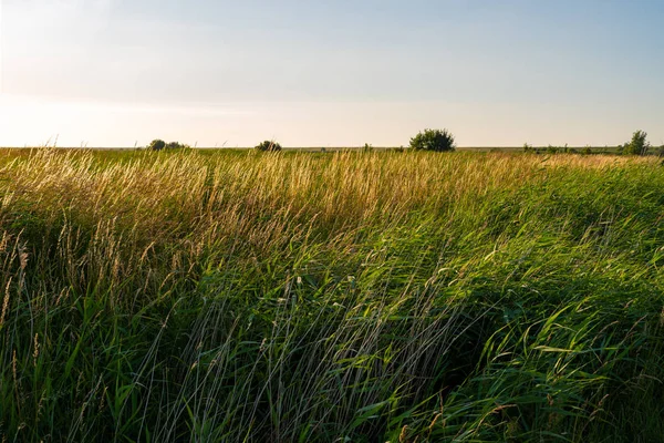 Akşam güneşinin altında bir çayıra bak.
