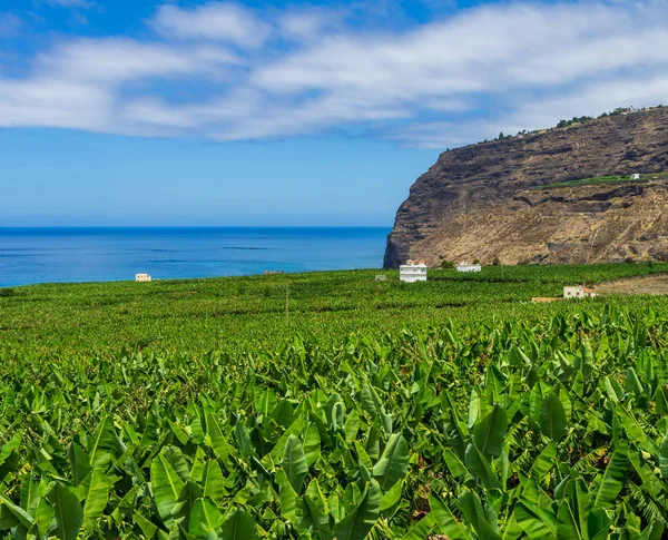 Blick Über Eine Bananenplantage Zum Meer Der Nähe Von Tazacorte — Stockfoto
