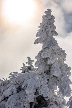 Bulutlu bir gökyüzünün önündeki karla kaplı ağaç, Brocken, Harz, Almanya