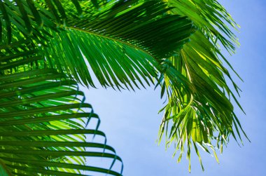 Mavi gökyüzü hurma ağacının yaprakları