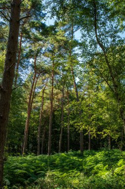 Güneşli ormana Almanya görüntülemek