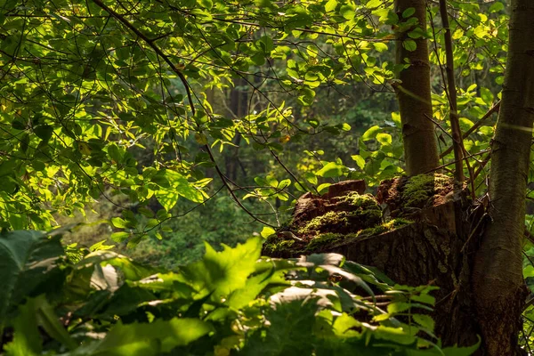 Ormanda güneş ışığıyla kaplanmış ağaç kütüğü.