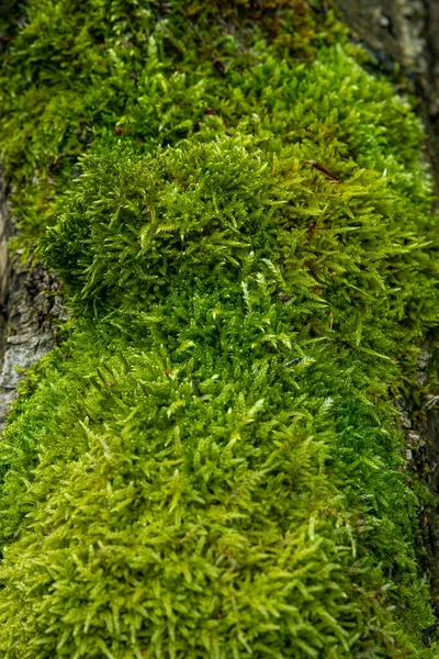 Ağaç gövdesinde taze, yeşil yosun, sığ alan derinliği, seçici odaklanma.