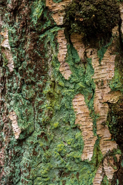 Bir huş ağacının kabuğuna yakın plan, kısmen mavi-yeşil zambaklarla kaplı.