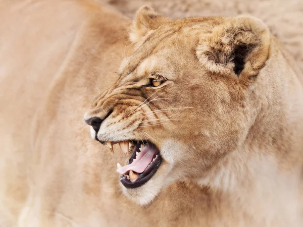 Portrait Rapproché Lion Majestueux — Photo