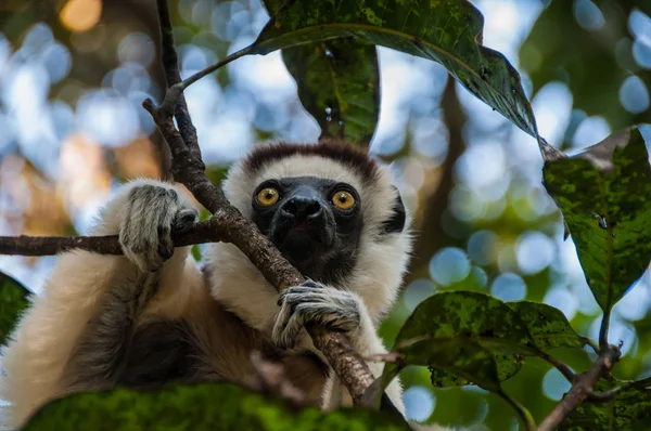 Fort Dauphin Madagascar Een Witte Lemur Sifaka Onder Takken Van — Stockfoto
