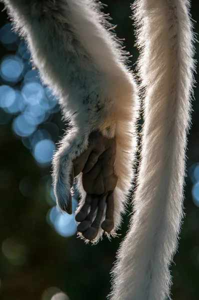 Fort Dauphin Madagascar Hand Staart Van Een Witte Lemur Sifaka — Stockfoto
