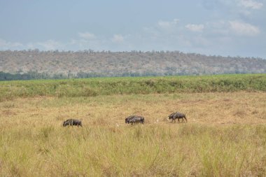 Afrika Gnusu