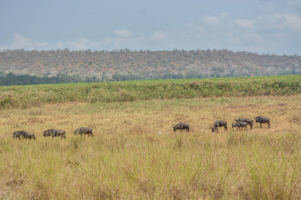 African Gnus