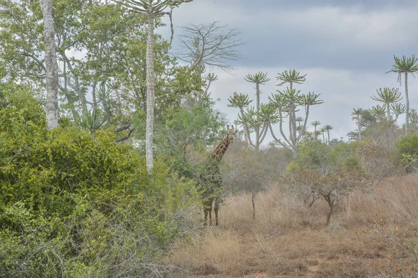 Giraffa africana — Foto Stock