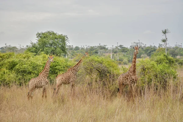 Giraffa africana — Foto Stock