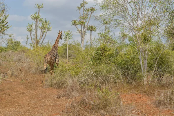 African Giraffe — Stock Photo, Image