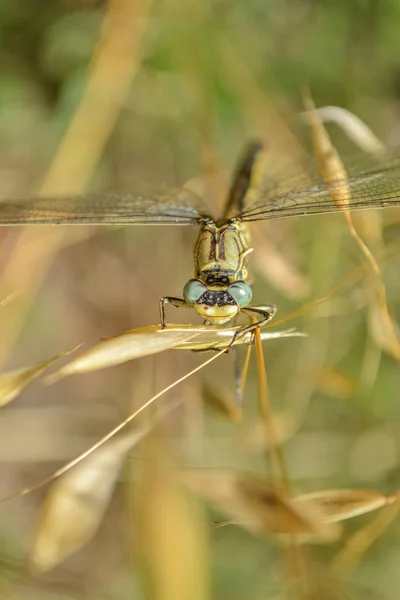 Libélula Descansa Hoja — Foto de Stock