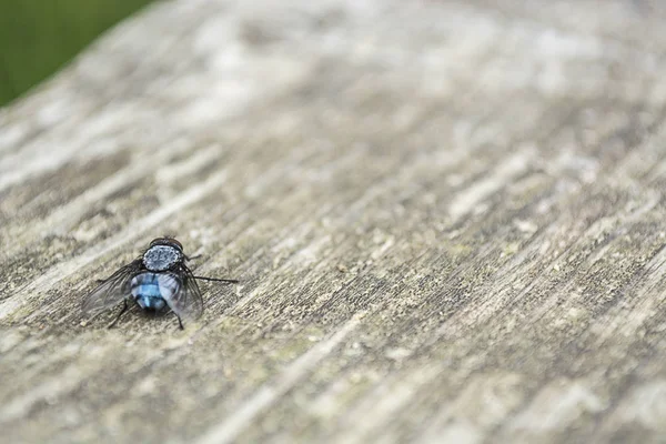 Volar sobre la mesa — Foto de Stock