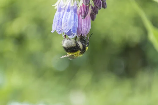 Abeja en flor — Foto de Stock