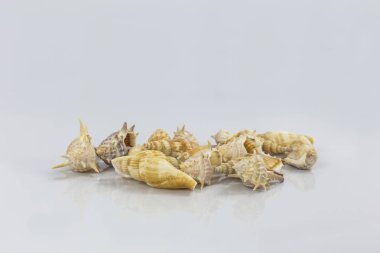 Beyaz arkaplanda deniz kabukları