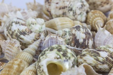 Beyaz arkaplanda deniz kabukları