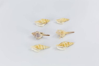 Beyaz arkaplanda deniz kabukları