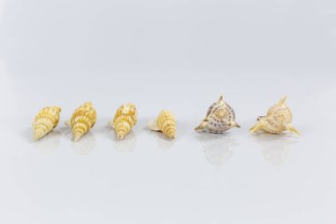 Beyaz arkaplanda deniz kabukları