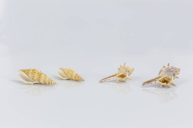 Beyaz arkaplanda deniz kabukları